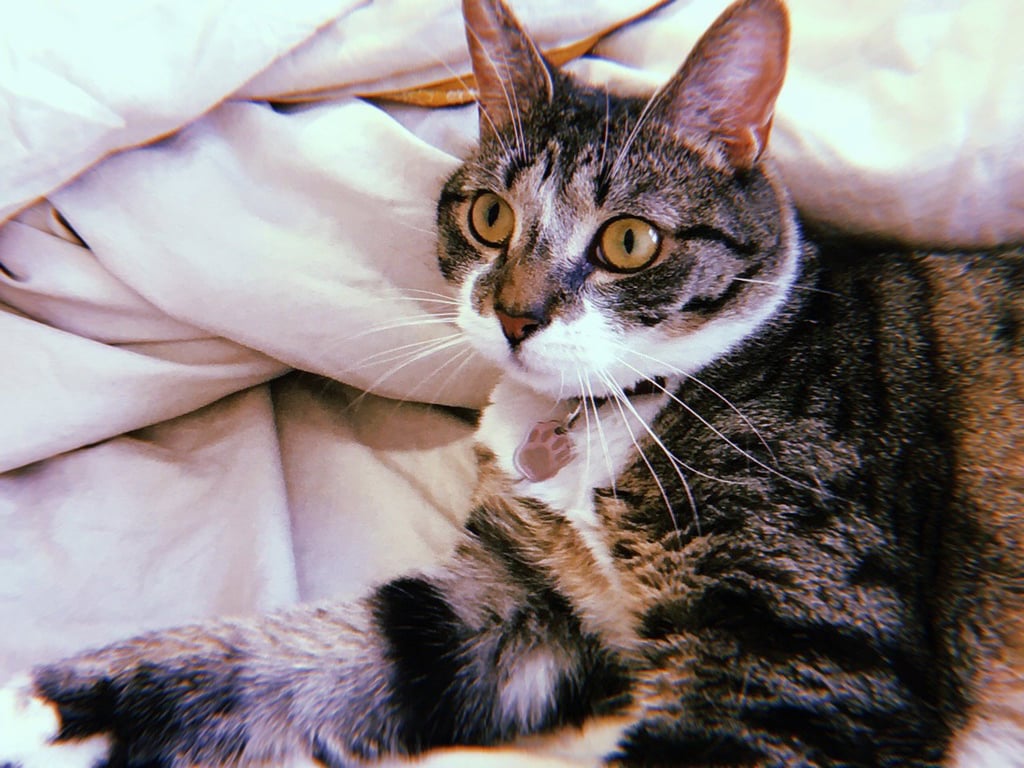Jonesy Image