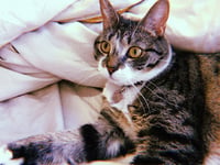 Jonesy - Photo 1