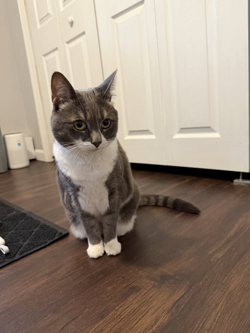SOPHIA - Domestic Short Hair for adoption in Lowell
