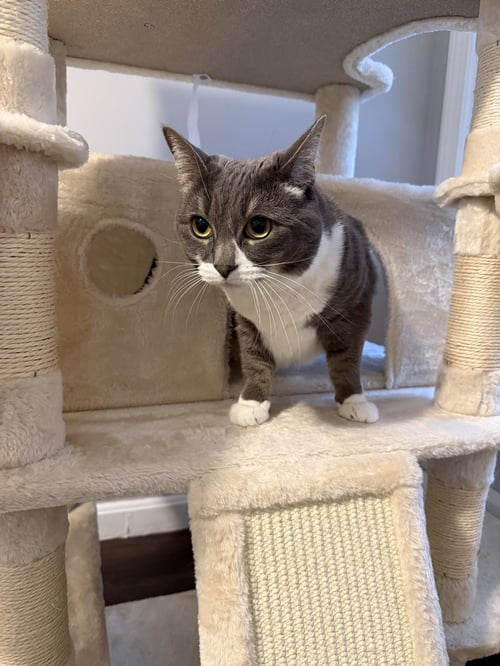 SOPHIA - Domestic Short Hair available for adoption