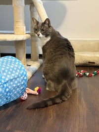 Sophia - Photo 6