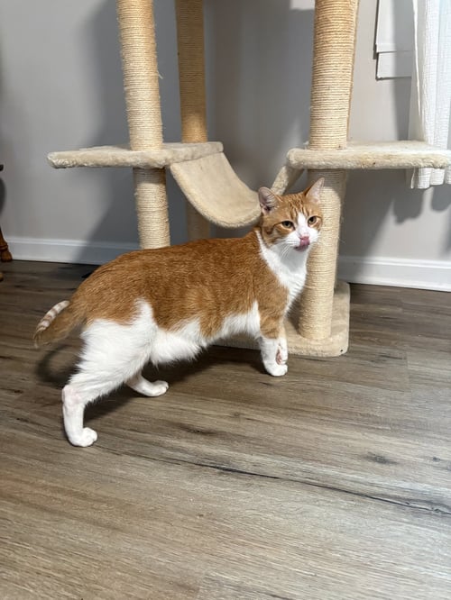 MARMALADE - Domestic Short Hair available for adoption