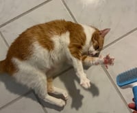 Marmalade - Photo 4