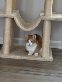 Marmalade - Photo 3