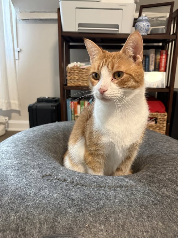 Marmalade Image