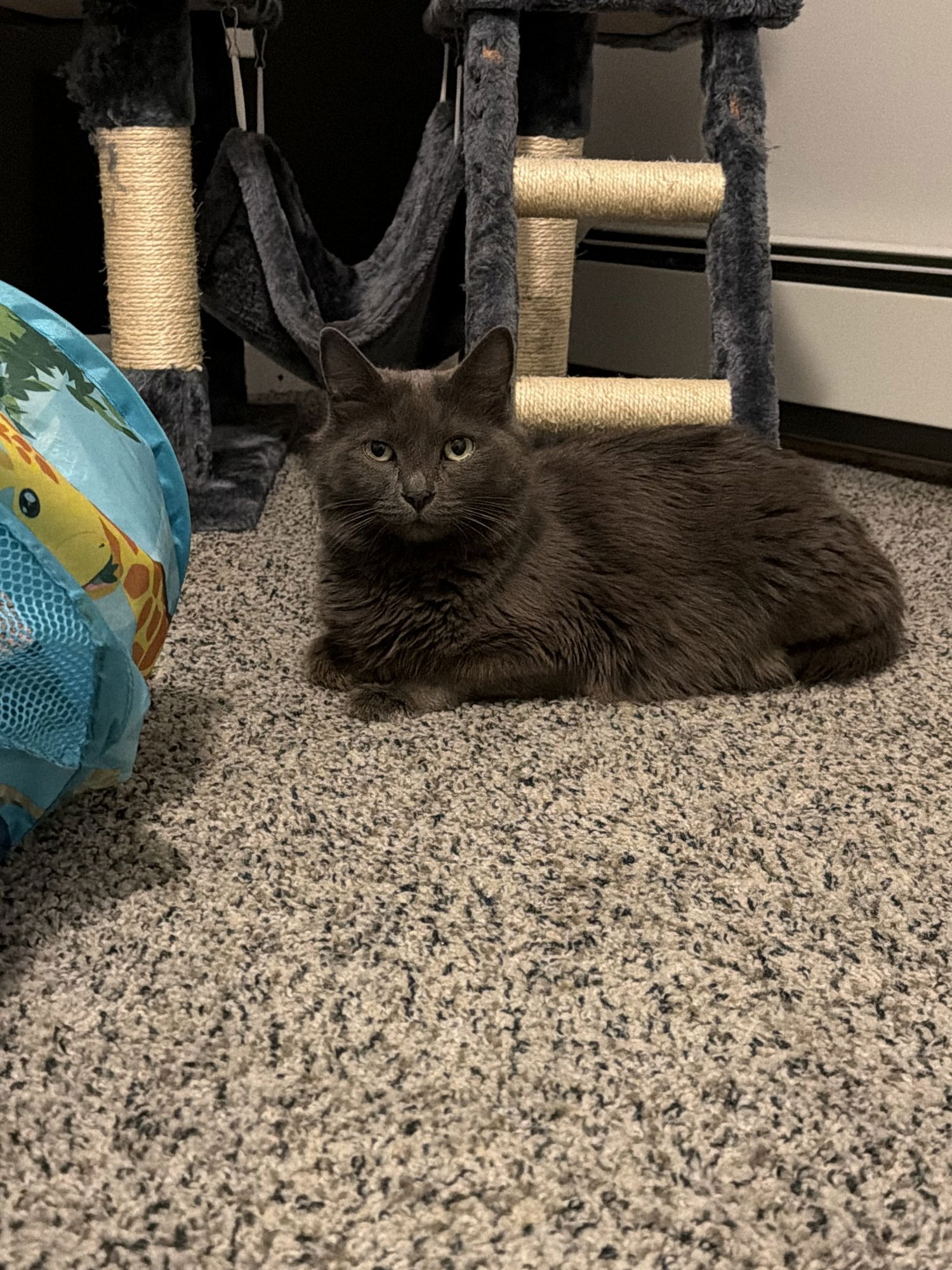 JEWELZ - Domestic Long Hair available for adoption