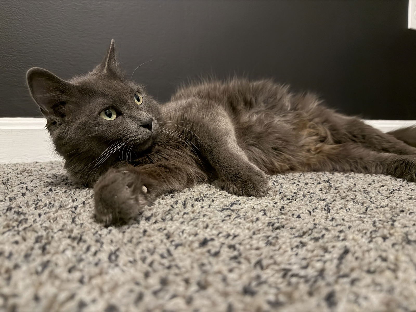 JEWELZ - Domestic Long Hair available for adoption