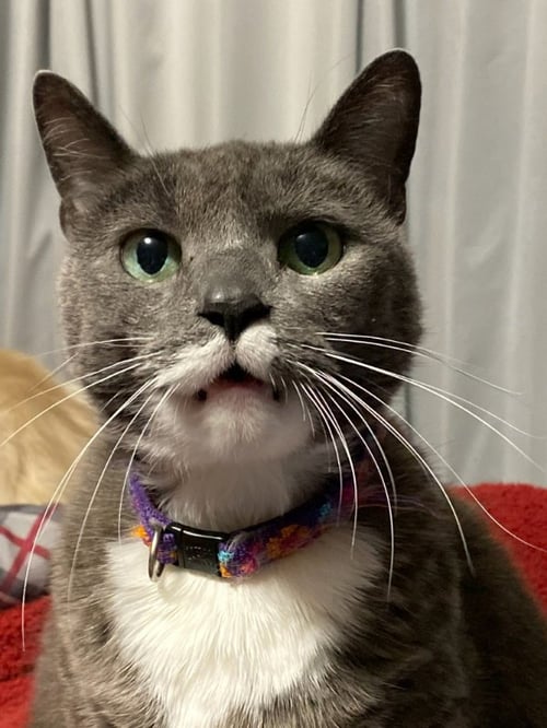 CAT WAITING LIST - American Shorthair for adoption in Concord