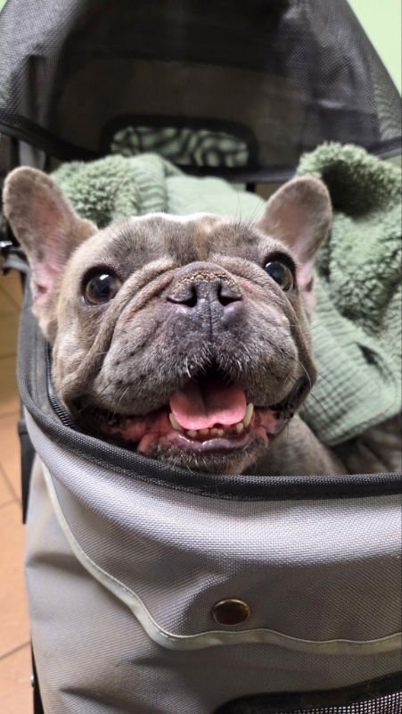 NINA* - French Bulldog available for adoption