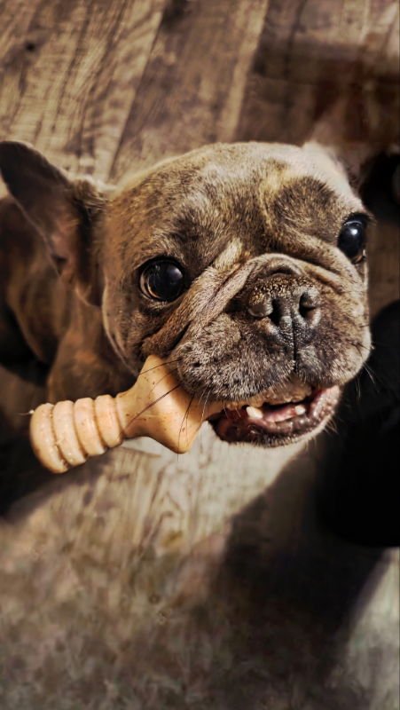 NINA* - French Bulldog available for adoption