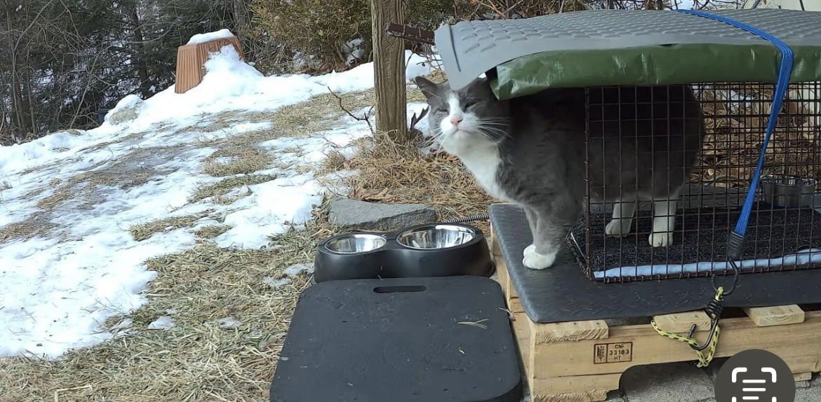 SULLY - Domestic Short Hair available for adoption