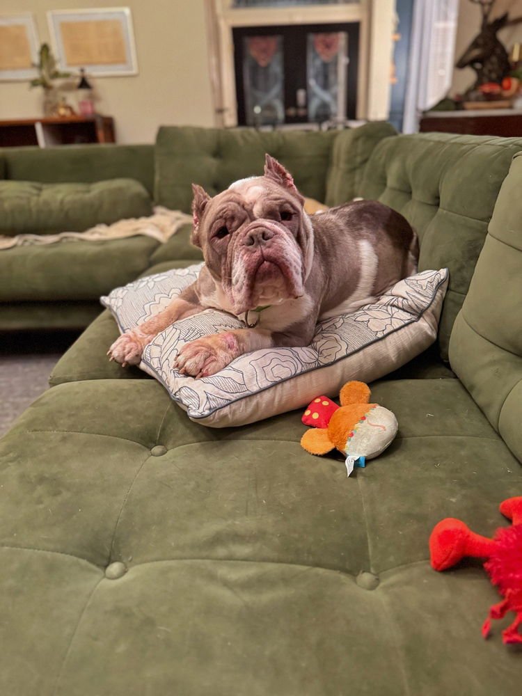 FRANCINE - American Pit Bull Terrier available for adoption