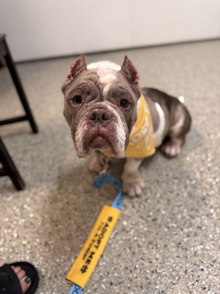 FRANCINE - American Pit Bull Terrier available for adoption