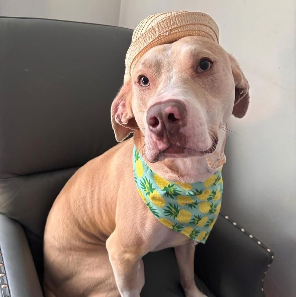 DEUCE - Pit Bull Terrier available for adoption