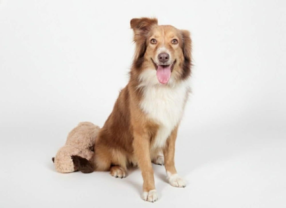 IVY - Australian Shepherd available for adoption