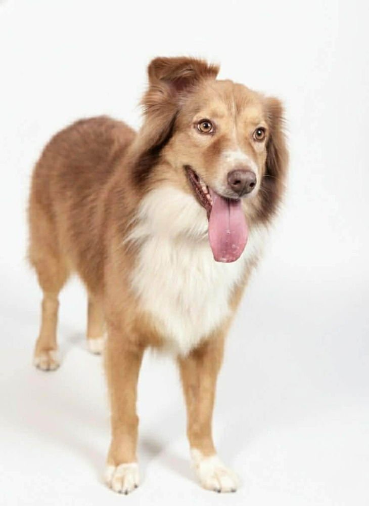 IVY - Australian Shepherd available for adoption