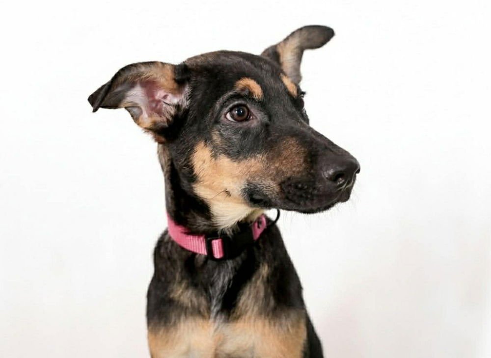 COCOA - Doberman Pinscher available for adoption