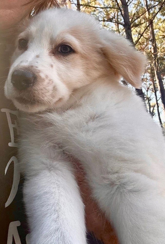 TAILOR SWIFT - Labrador Retriever available for adoption