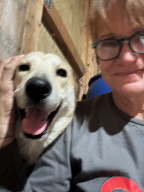 TAILOR SWIFT - Labrador Retriever available for adoption