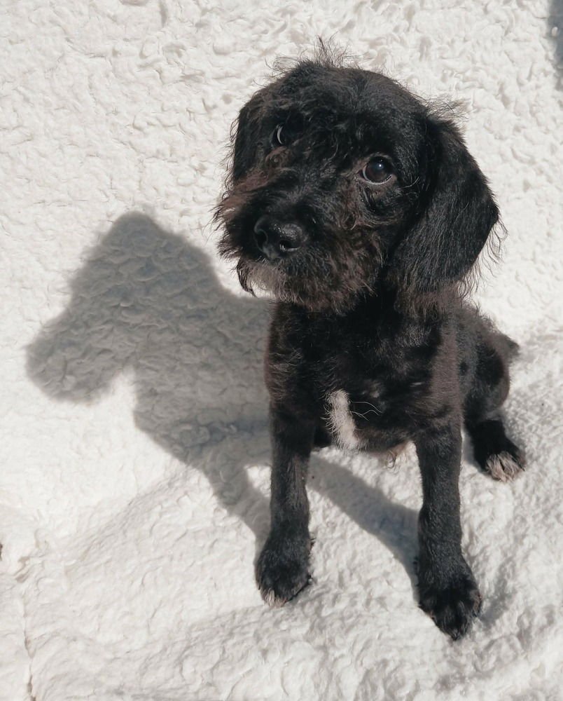 GRITS - Poodle (unknown type) available for adoption