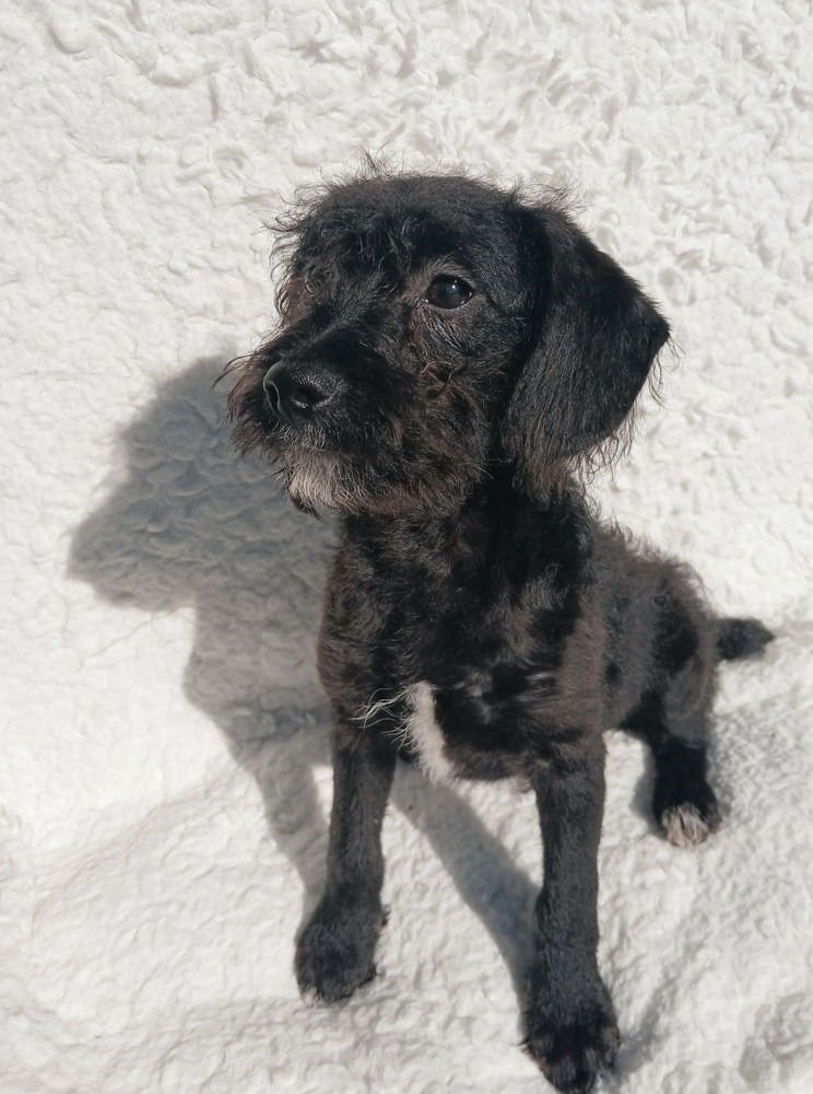 GRITS - Poodle (unknown type) available for adoption