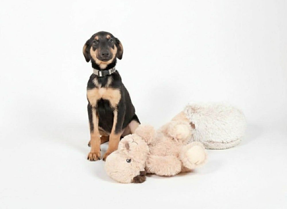 GODIVA - Doberman Pinscher available for adoption