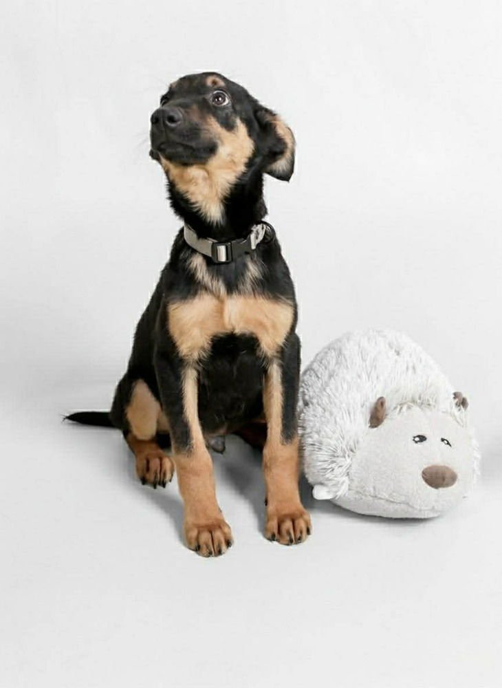 GODIVA - Doberman Pinscher available for adoption