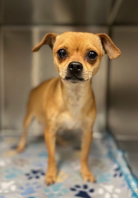 DIXIE - Chihuahua available for adoption