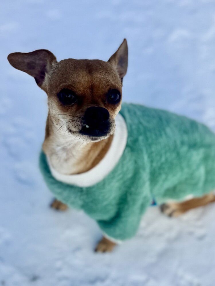 DIXIE - Chihuahua available for adoption