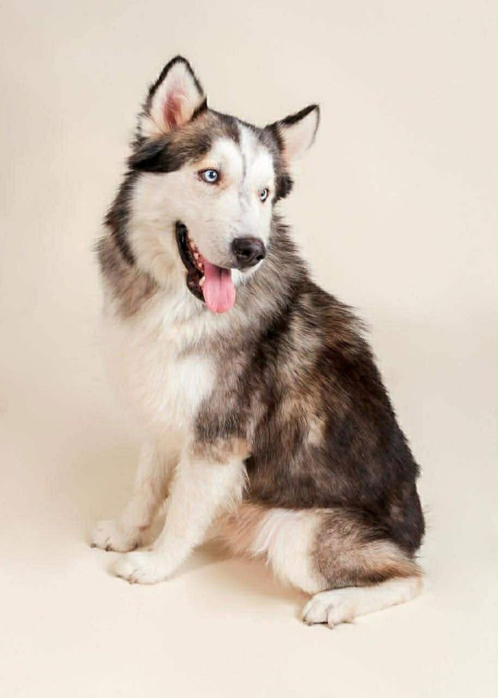LOBO - Siberian Husky available for adoption