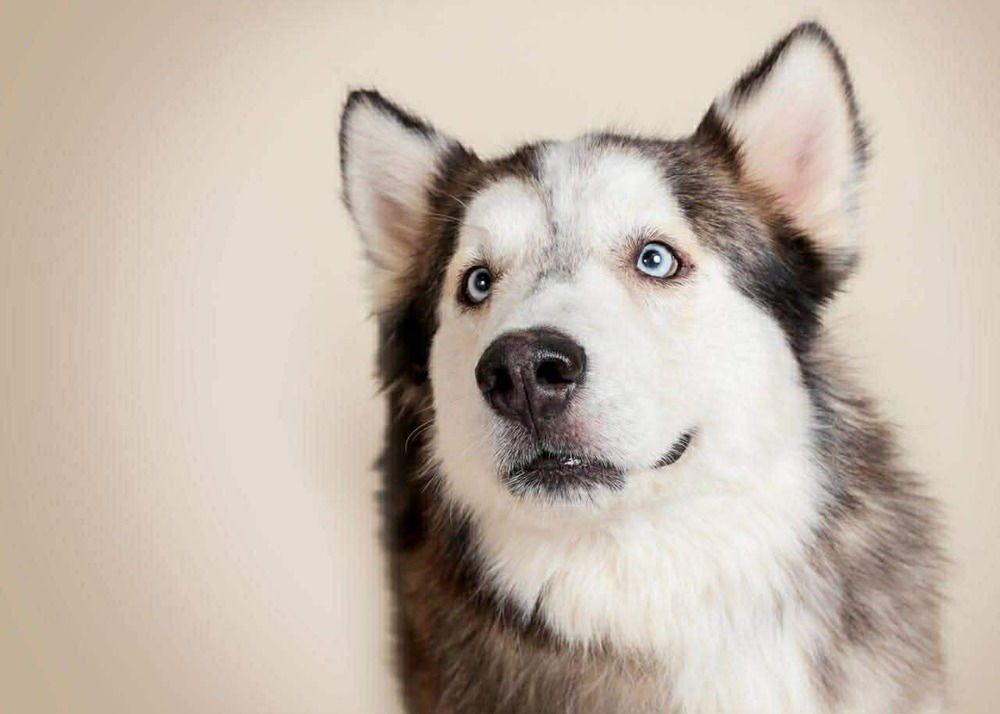 LOBO - Siberian Husky available for adoption