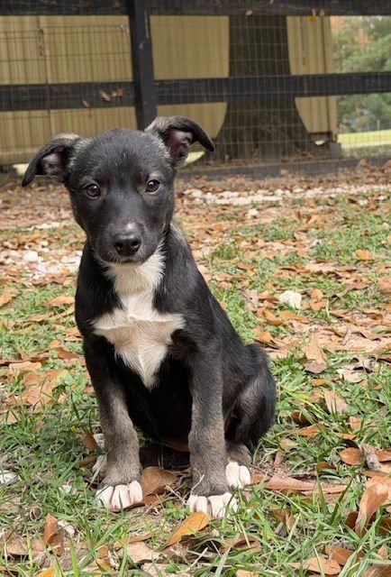 AMORA - Terrier available for adoption