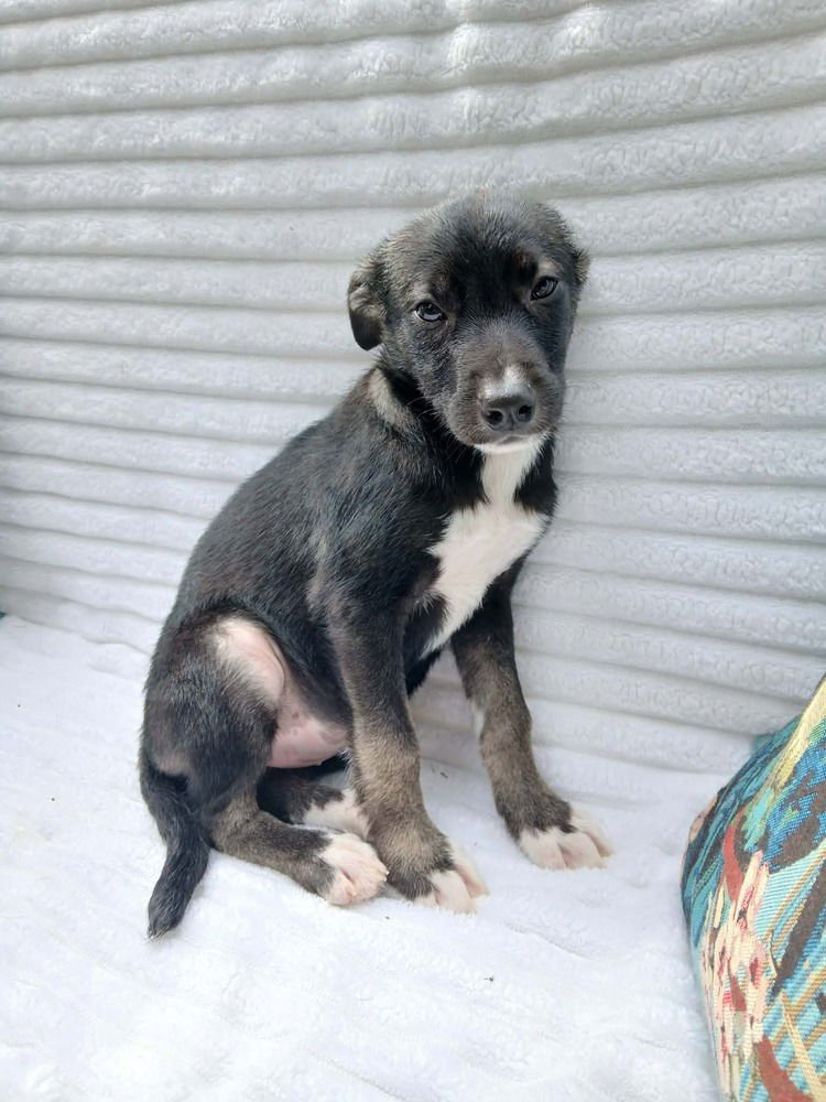 AMORA - Terrier available for adoption