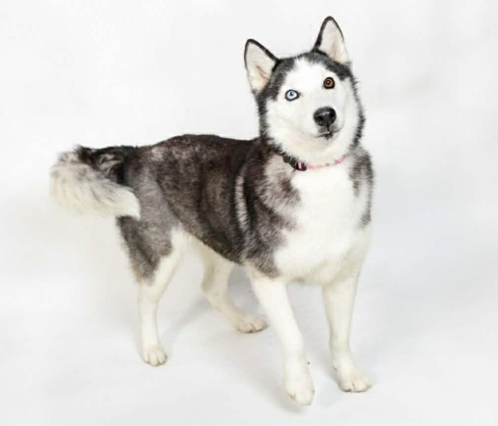 HANNY - Siberian Husky available for adoption
