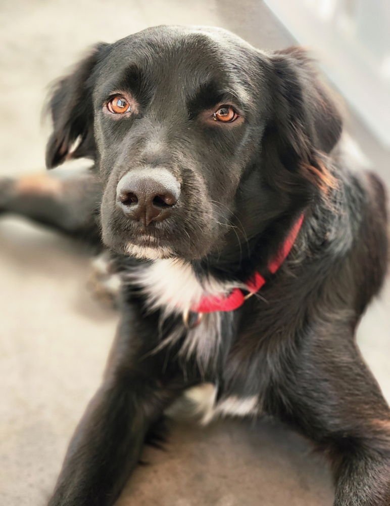 KORY - Flat-coated Retriever available for adoption