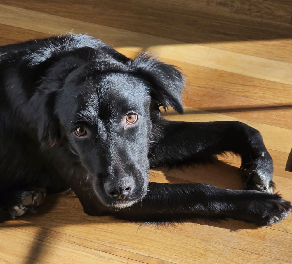 KORY - Flat-coated Retriever available for adoption