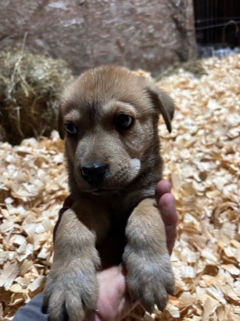 PUP MALONE - Labrador Retriever available for adoption