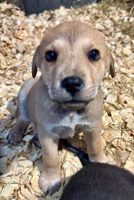 Pup Malone - Photo 3