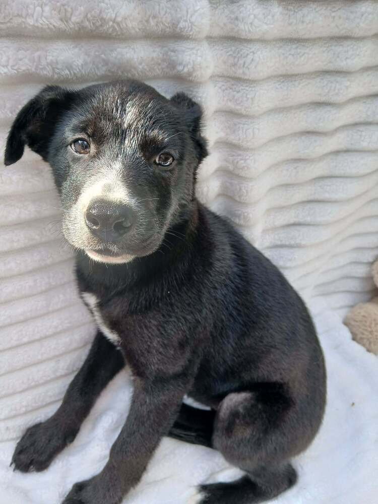 JULIET - Terrier available for adoption