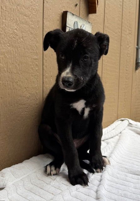 JULIET - Terrier available for adoption