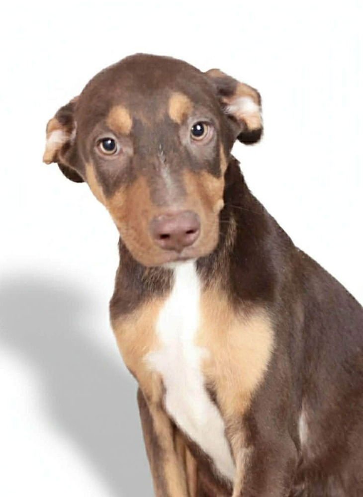 SNICKERS - Doberman Pinscher available for adoption