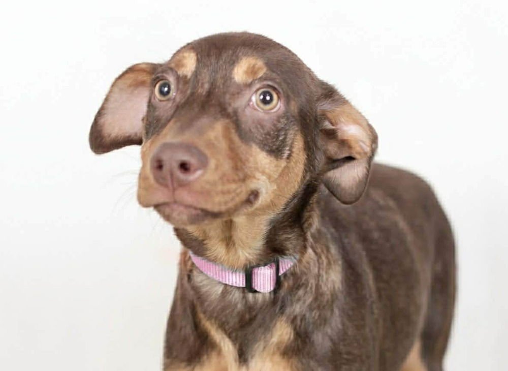 HERSHEY - Doberman Pinscher available for adoption