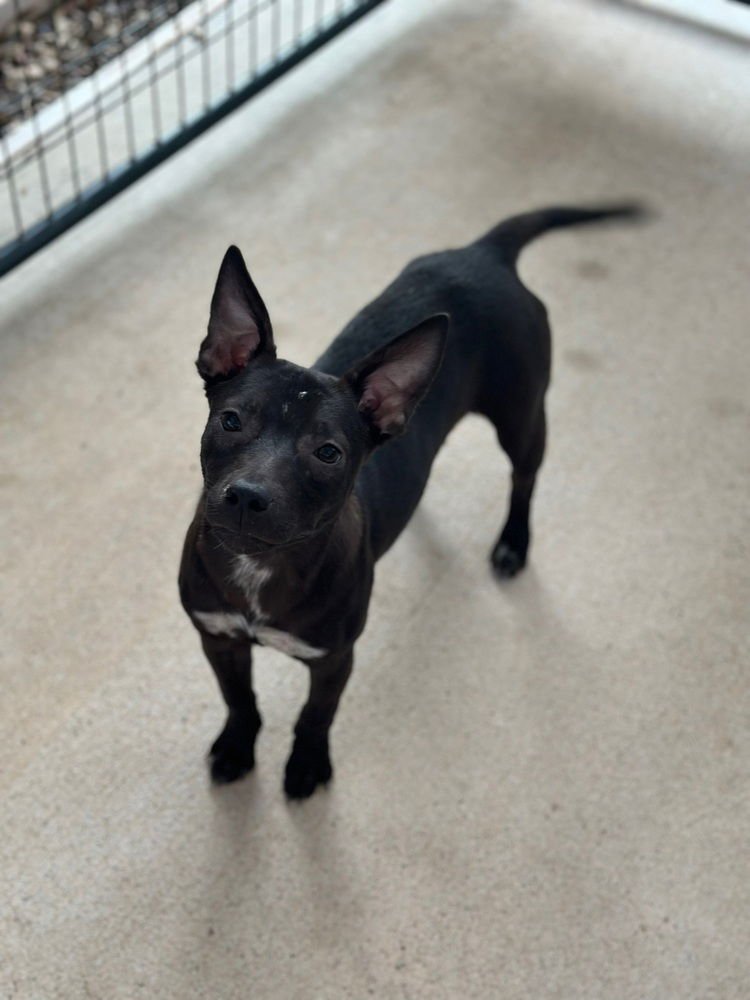 LEXAPRO - Australian Cattle Dog/Blue Heeler / Pit Bull Terrier available for adoption