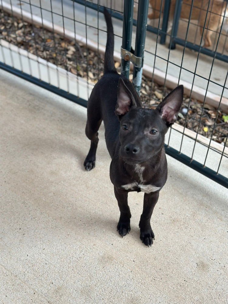 LEXAPRO - Australian Cattle Dog/Blue Heeler / Pit Bull Terrier available for adoption