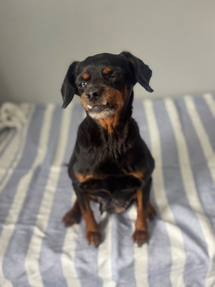 EDNA - Chihuahua available for adoption