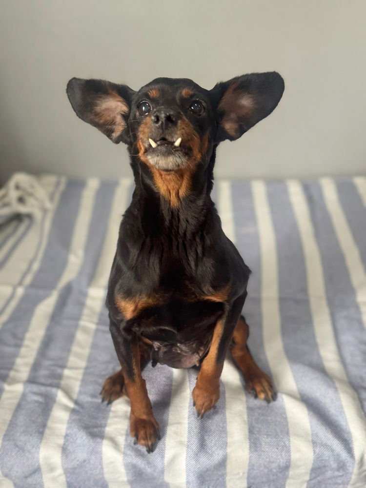 EDNA - Chihuahua available for adoption