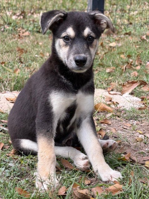 ESME - Terrier available for adoption