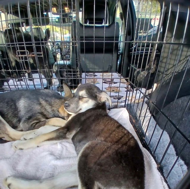 ESME - Terrier available for adoption