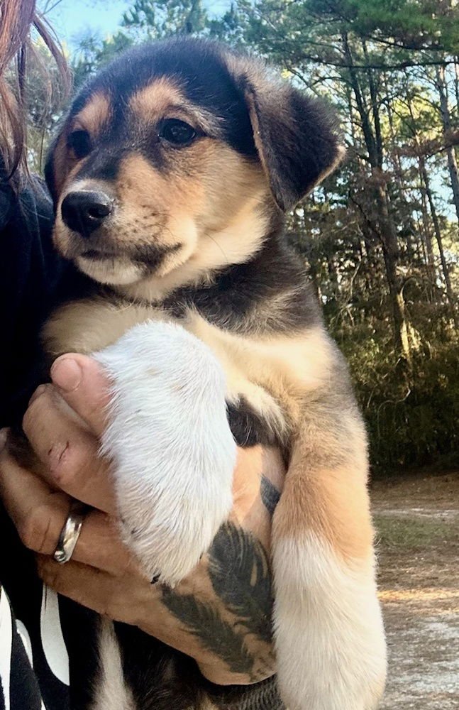 JUSTIN BEAGLE - Labrador Retriever available for adoption