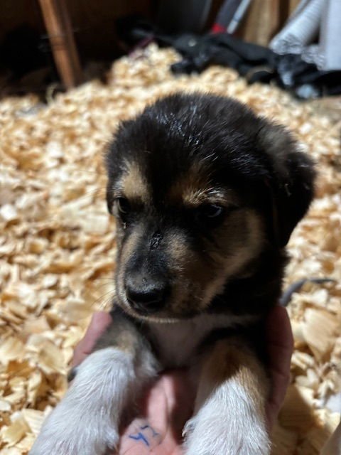 JUSTIN BEAGLE - Labrador Retriever available for adoption